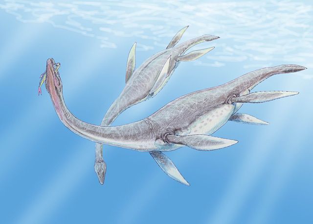 Image:Plesiosaurus 3DB.jpg