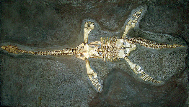 Image:Plesiosaur cast arp.jpg