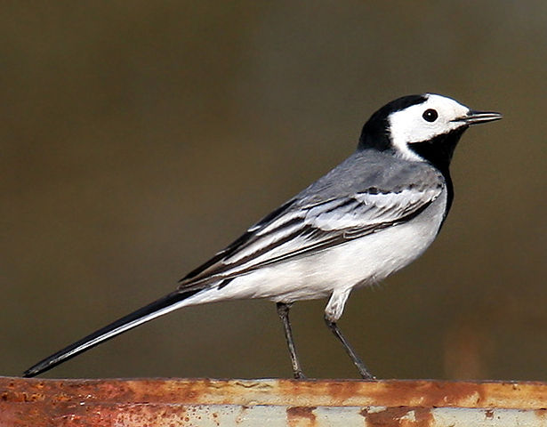 Image:White-Wagtail.jpg