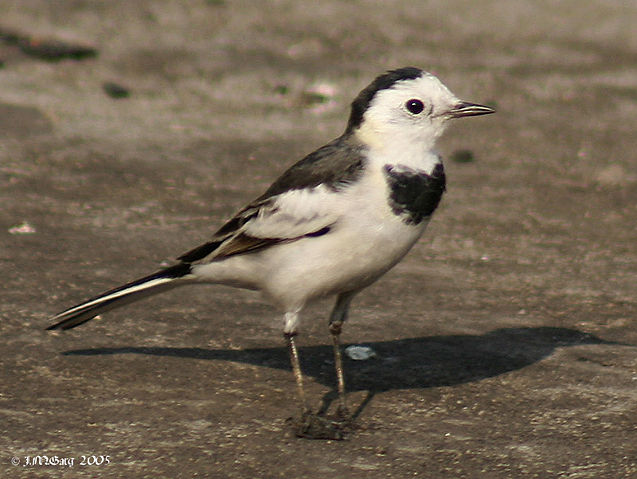 Image:White Wagtail- (Non-breeding- leucopsis race) at Kolkata I1 IMG 5597.jpg