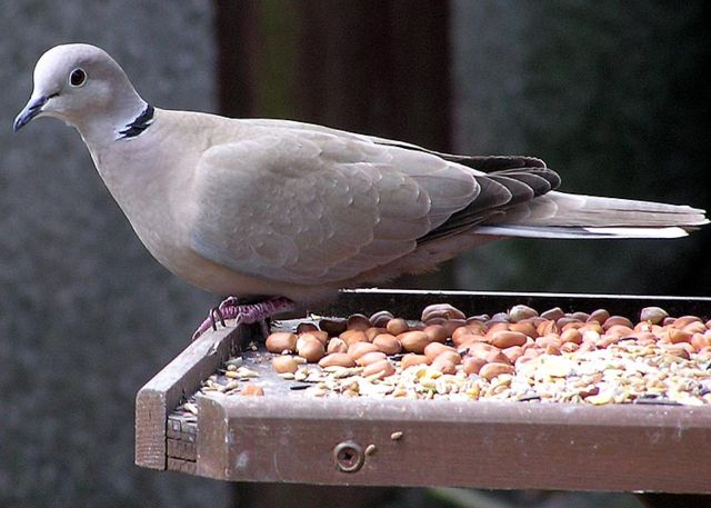 Image:Collared.dove.jpg