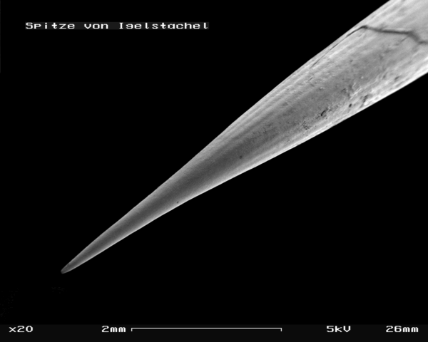 Image:Hedgehog sting in SEM, 20x.GIF