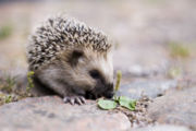 A West European Hedgehog