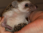 Hedgehog being held