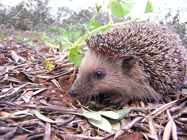 Image:Igel.JPG