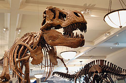 Mounted skeletons of Tyrannosaurus (left) and Apatosaurus (right) at the American Museum of Natural History.