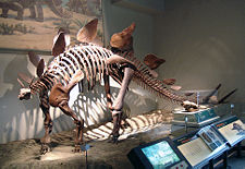 Stegosaurus skeleton, Field Museum, Chicago.
