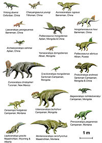 An Illustration of 18 species of basal ceratopsia to scale.