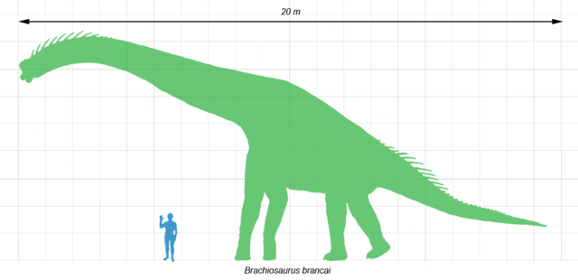 Image:Brachiosaurus scale.png