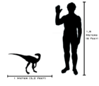 Comparative size of Eoraptor.