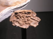Fossilized egg of the oviraptorid Citipati, American Museum of Natural History.