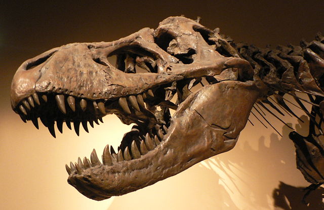 Image:Palais de la Decouverte Tyrannosaurus rex p1050042.jpg