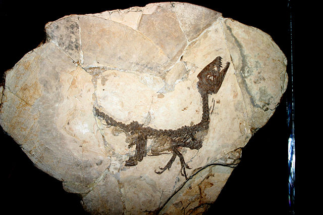 Image:9119 - Milano, Museo storia naturale - Scipionyx samniticus - Foto Giovanni Dall'Orto 22-Apr-2007.jpg