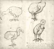 Drawings of the dodo from the travel journal of VOC-ship 'Gelderland' (1601–1603)