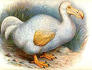 Painting of an albino dodo, previously mislabeled as "Raphus solitarius".