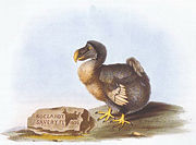 1626 dodo image by Roelant Savery, drawn after a stuffed specimen – note that it has two left feet and that the bird is obese from captivity.