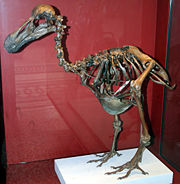 Dodo skeleton, Natural History Museum, London, England.