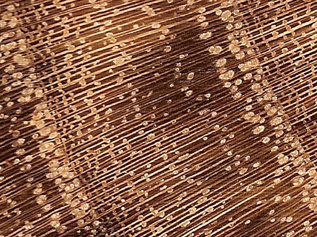 Image:Black locust end grain pores 2.jpg