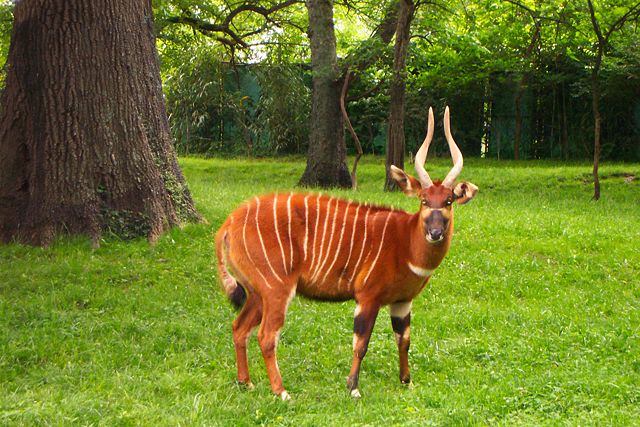 Image:Bongo NashvilleZoo.jpg