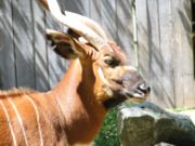 Showing the side facial patination of an Eastern Bongo.