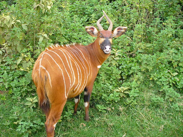 Image:Mountain bongo mount kenya.jpg