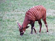 A young Mountain Bongo grazes.