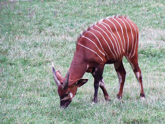 Image:Tragelaphus eurycerus isaaci.jpg