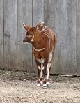 A baby Eastern Bongo at Louisville Zoo in Kentucky.