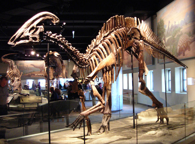 Image:Parasaurolophus cyrtocristatus.jpg