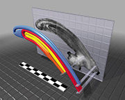 Computer model of the nasal passages in the crest of P. tubicen.