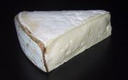 Vacherin du Haut-Doubs cheese, a French cheese with a white Penicillium mold rind.