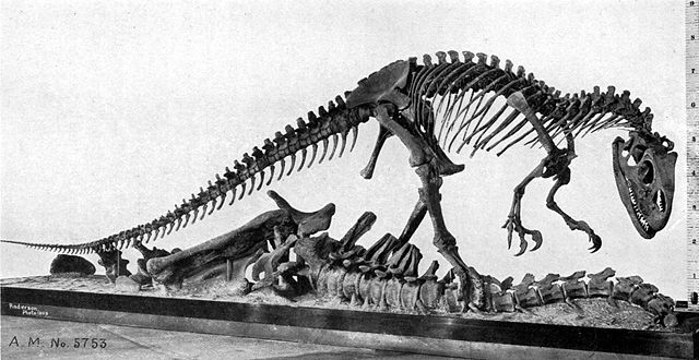 Image:AllosaurusAMNH5753.jpg