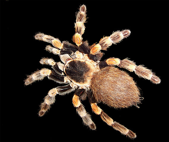 Image:Brachypelma edit.jpg