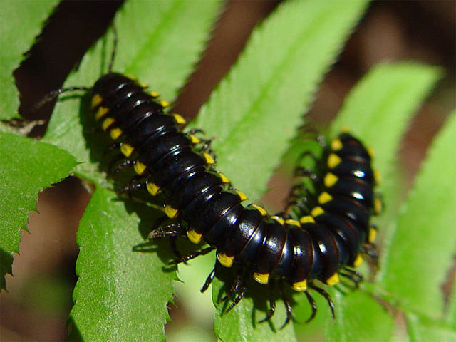 Image:Harpaphe haydeniana 002.jpg