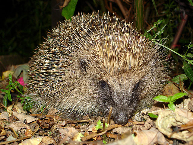 Image:Tygertyger hedgehog.jpg