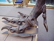 Foot of a Tyrannosaurus rex.