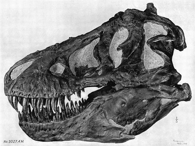 Image:Tyrannoskull.jpg