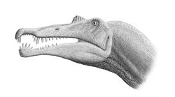 Spinosaurus based on the 2005 dal Sasso reconstruction