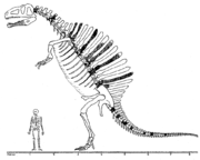 Stromer's original reconstruction of S. aegyptiacus, 1915.