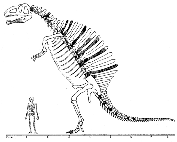 Image:Spinosaurus Monograph.png