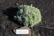 Hardy and disease resistant; Lavandula Intermedia or Silver Edge lavender