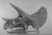 Plate showing the skull of Triceratops prorsus, published by Othniel Marsh in 1896.