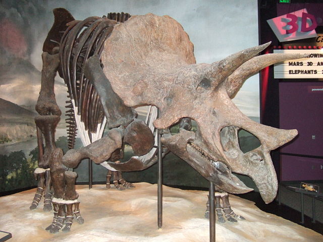 Image:Triceratops Science Museum MN.JPG
