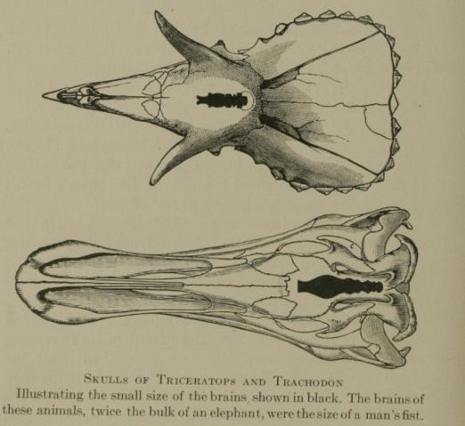 Image:Pasta - triceratops brain.jpg