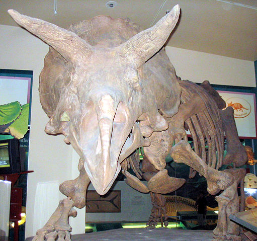 Image:Triceratops 1.jpg