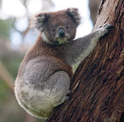 The koala and the eucalyptus forming an iconic Australian pair.