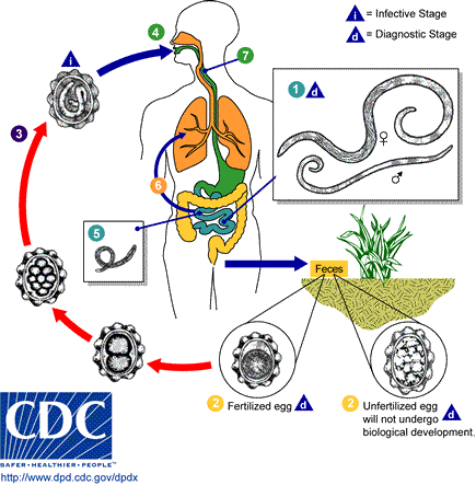 Adult worms (1) live in the lumen of the small intestine. A female may produce approximately 200,000 eggs per day, which are passed with the feces (2). Unfertilized eggs may be ingested but are not infective. Fertile eggs embryonate and become infective after 18 days to several weeks (3), depending on the environmental conditions (optimum: moist, warm, shaded soil). After infective eggs are swallowed (4), the larvae hatch (5), invade the intestinal mucosa, and are carried via the portal, then systemic circulation and/or lymphatics to the lungs . The larvae mature further in the lungs (6) (10 to 14 days), penetrate the alveolar walls, ascend the bronchial tree to the throat, and are swallowed (7). Upon reaching the small intestine, they develop into adult worms (8). Between 2 and 3 months are required from ingestion of the infective eggs to oviposition by the adult female. Adult worms can live 1 to 2 years.