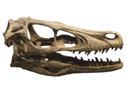 Replica of a Velociraptor mongoliensis skull.