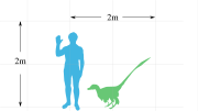 Velociraptor compared in size to a human.