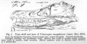 A drawing of the type skull of Velociraptor mongoliensis. From Osborn, 1924.